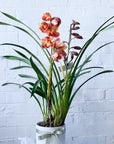 Potted cymbidium
