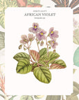 The language of houseplants Book