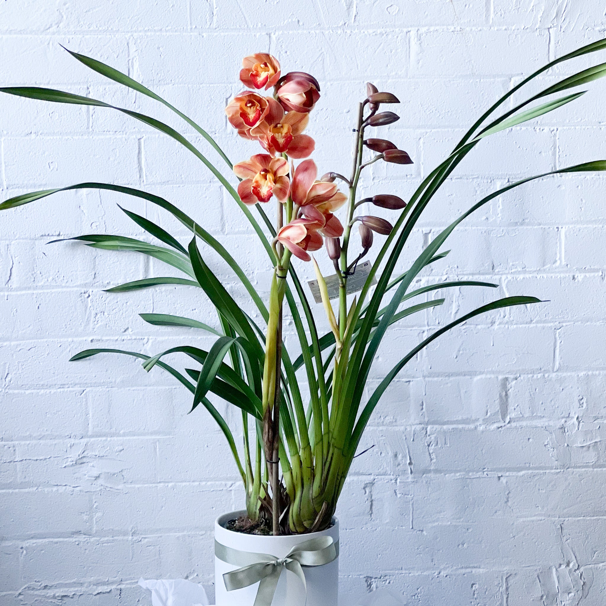 Potted cymbidium