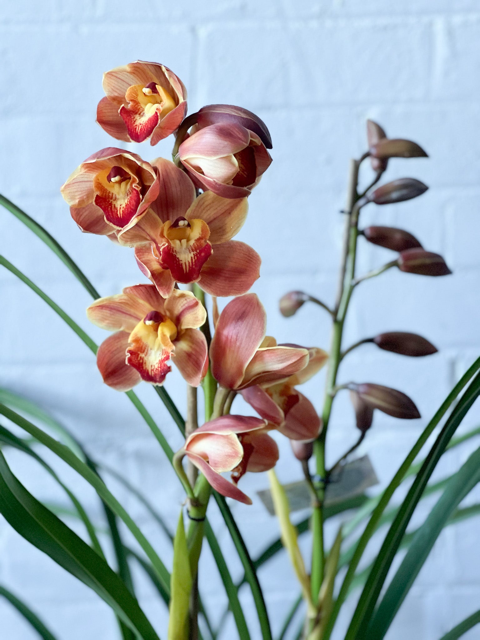 Potted cymbidium