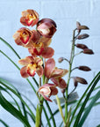 Potted cymbidium
