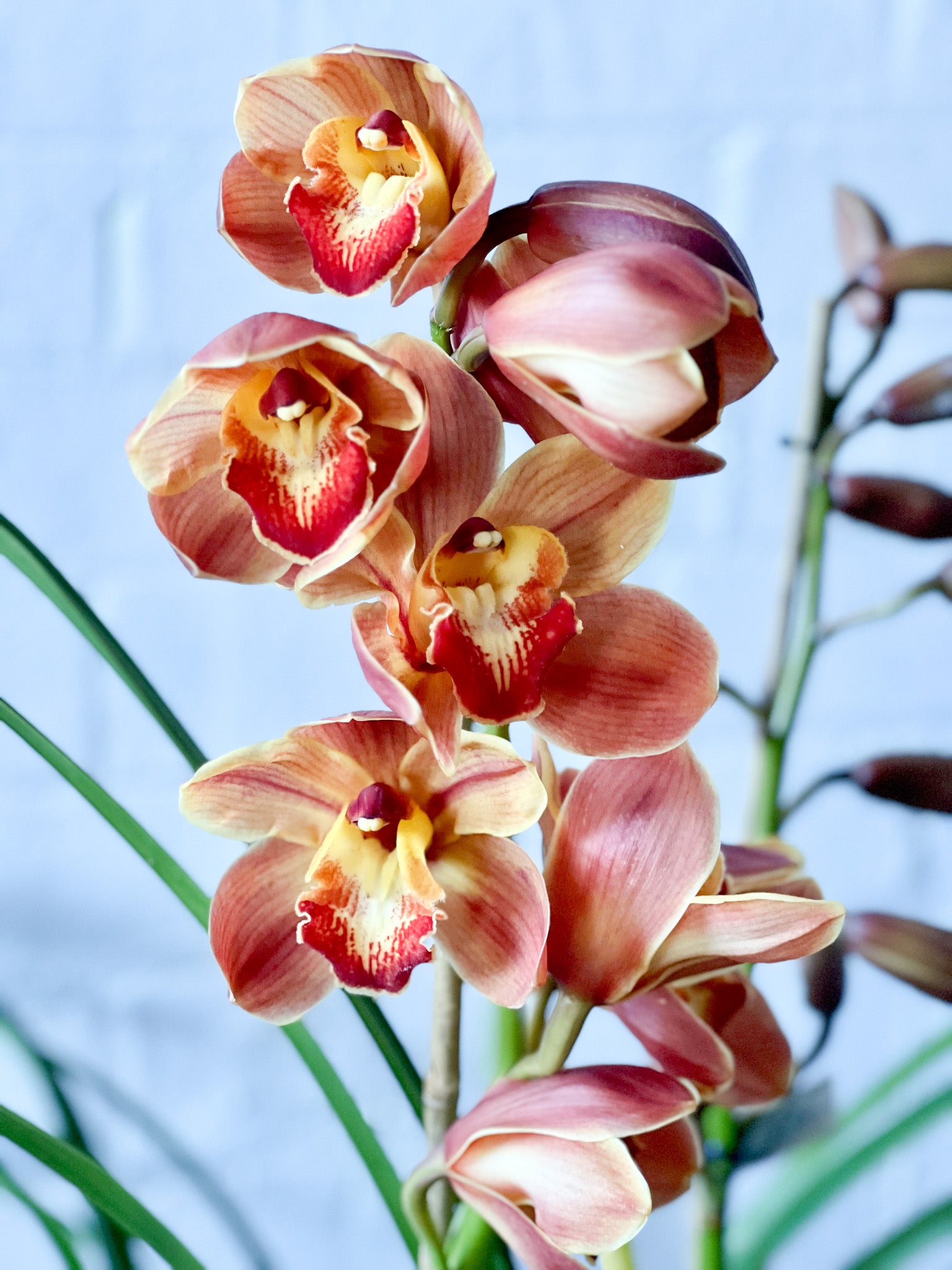 Potted cymbidium