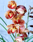 Potted cymbidium