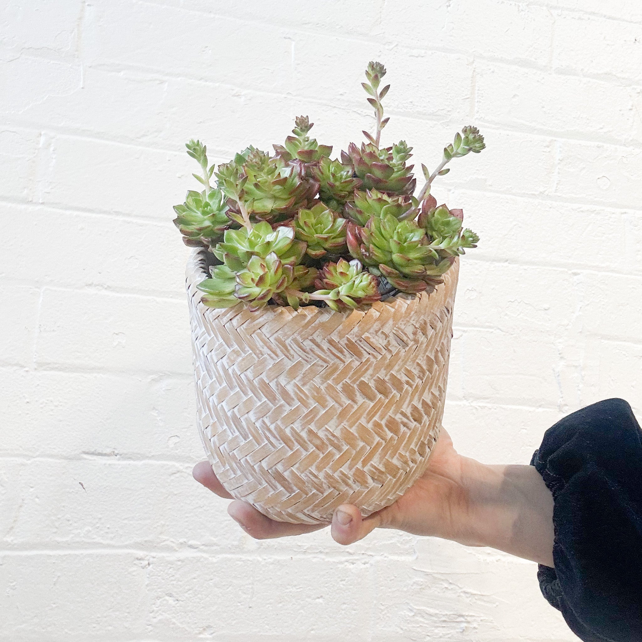 Succulent in basket