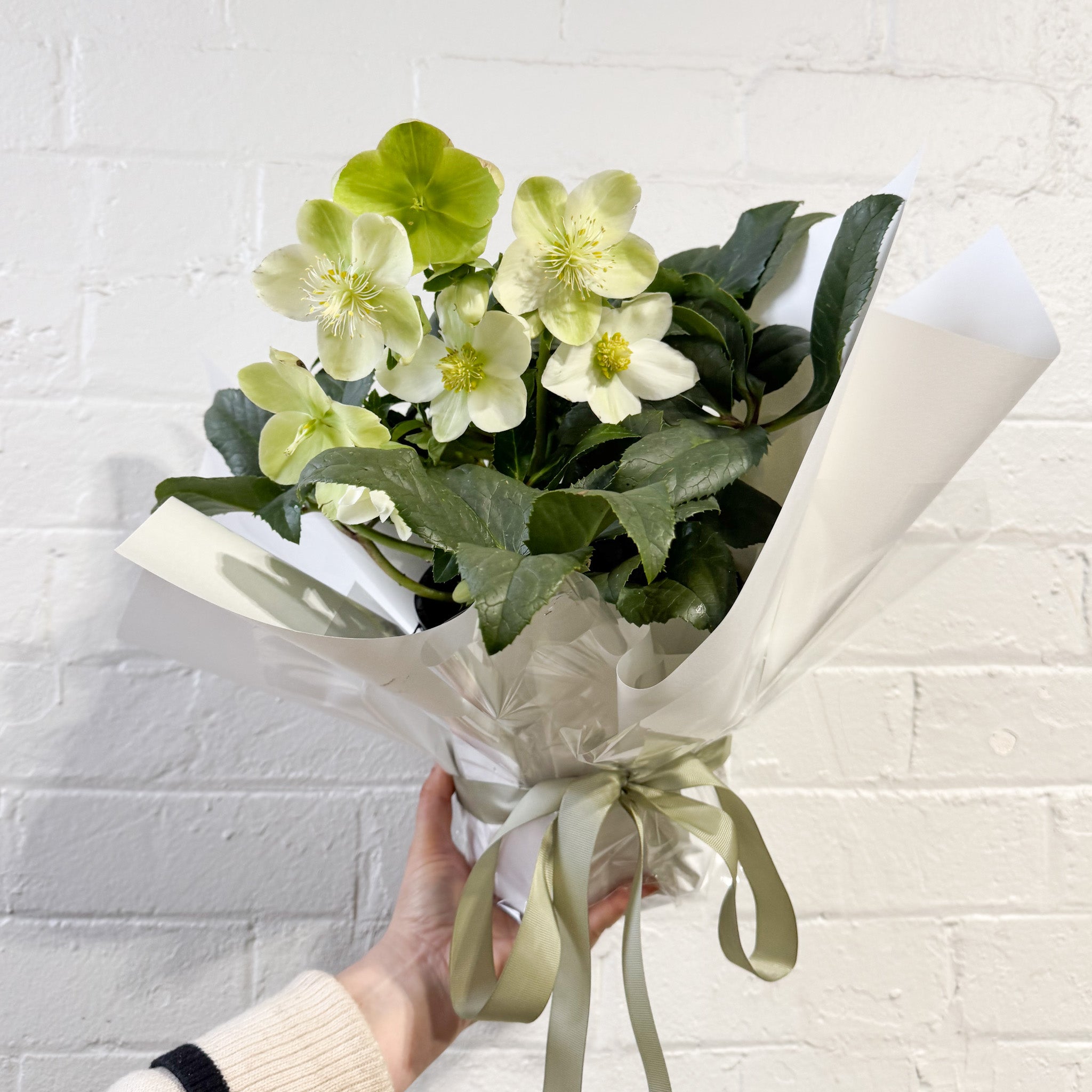 Hello Hellebore