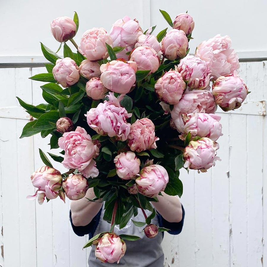 Farm fresh peonies